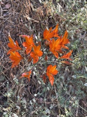 Alstroemeria ligtu simsii