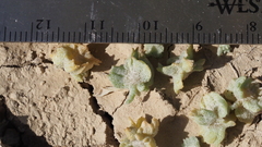 Atriplex canescens linearis