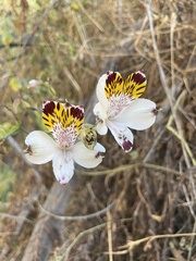 Alstroemeria pulchra