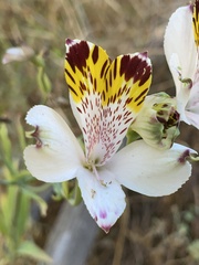 Alstroemeria pulchra