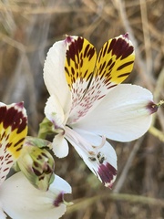 Alstroemeria pulchra