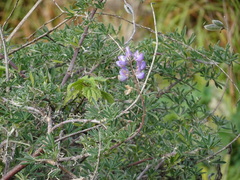Lupinus albifrons