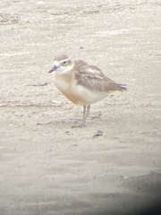 Charadrius obscurus aquilonius