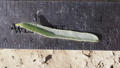 Atriplex canescens linearis