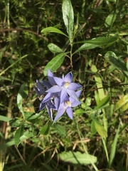 Thelymitra megcalyptra