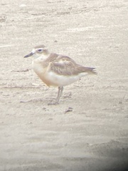 Charadrius obscurus aquilonius