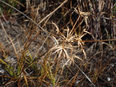 Cyperus dentatus