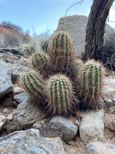 Echinocereus engelmannii