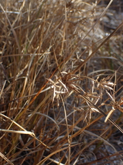 Cyperus dentatus