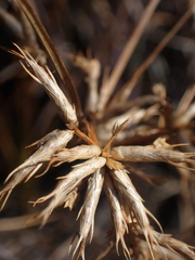 Cyperus dentatus