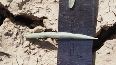 Atriplex canescens linearis