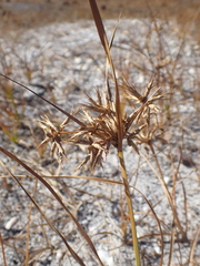 Cyperus dentatus