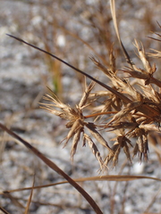 Cyperus dentatus