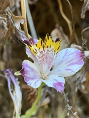 Alstroemeria pulchra