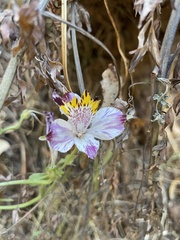 Alstroemeria pulchra