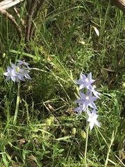 Thelymitra megcalyptra