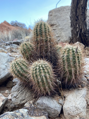 Echinocereus engelmannii