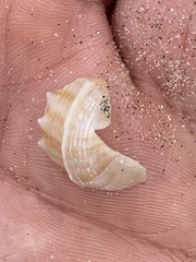 Struthiolaria papulosa