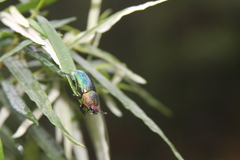 Lamprima aurata
