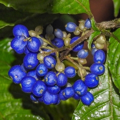 Palicourea cyanococca