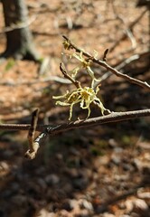 Hamamelis virginiana