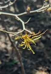 Hamamelis virginiana