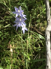 Thelymitra megcalyptra