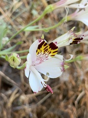 Alstroemeria pulchra