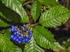 Palicourea cyanococca