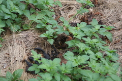 Chondropyga dorsalis