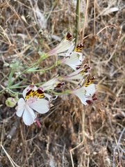 Alstroemeria pulchra