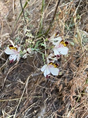 Alstroemeria pulchra