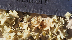 Atriplex canescens macilenta