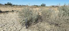 Atriplex canescens linearis