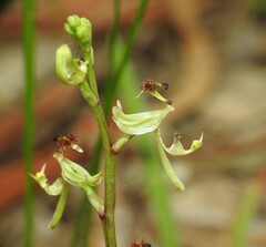 Arthrochilus irritabilis