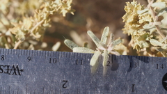 Atriplex canescens macilenta