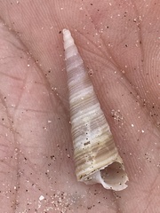 Maoricolpus roseus