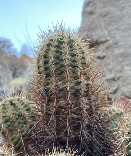 Echinocereus engelmannii