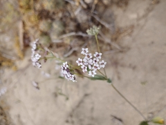 Homalocarpus dichotomus
