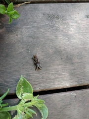 Chrysodeixis eriosoma