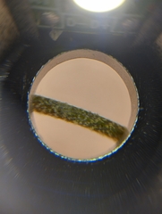 Homalocarpus dichotomus