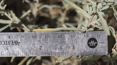 Atriplex canescens linearis