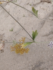 Homalocarpus dichotomus