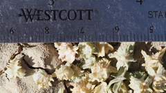 Atriplex canescens linearis