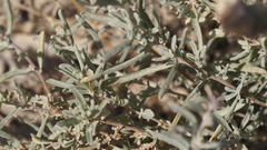 Atriplex canescens linearis