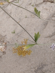 Homalocarpus dichotomus