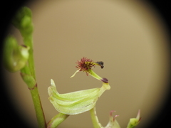 Arthrochilus irritabilis