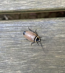 Ellipsidion australe