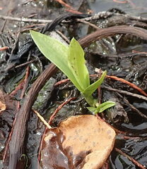 Habenaria repens