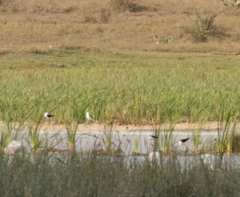 Himantopus himantopus